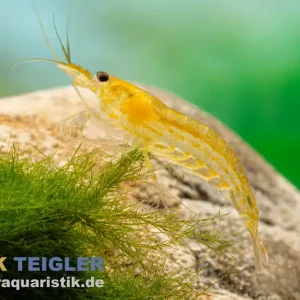 Günstig Zitronengelbe Amanogarnele, Caridina multidentata "Yellow"